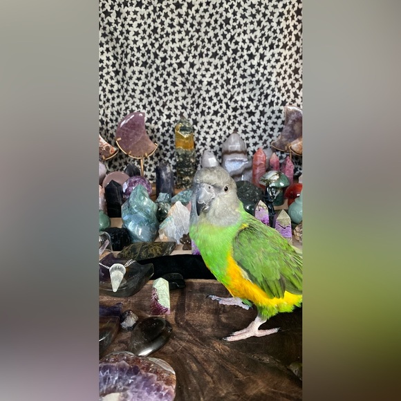 crystals with a crystal healer Unlisted Inventory - Picture 3 of 16